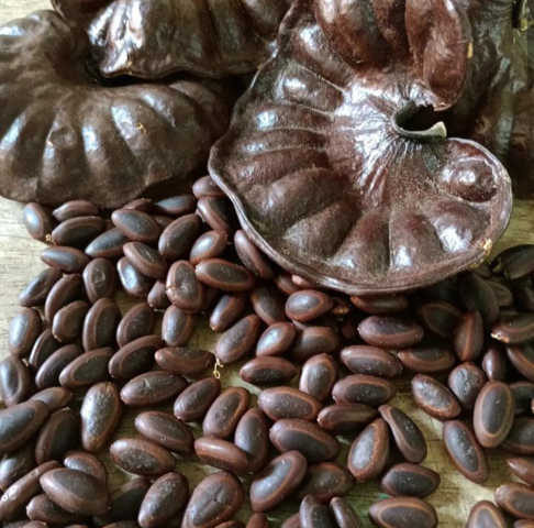 Semillas de Orejero 500gr